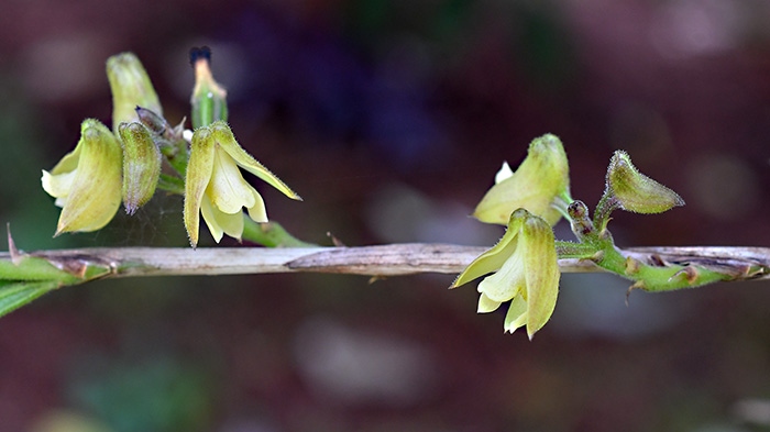 polystachya bennettiana