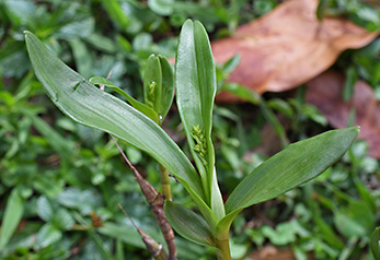 polystachya eurygnata