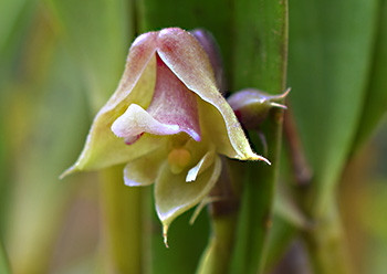 polystachya galeata