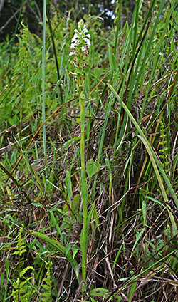 satyrium crassicaule