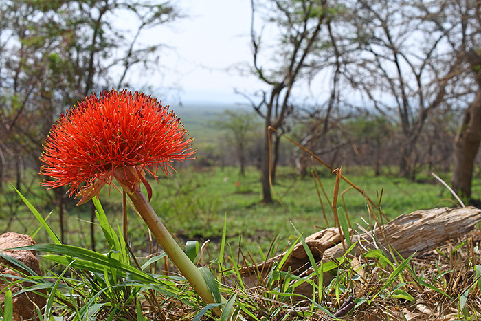 csadoxus multiflorus