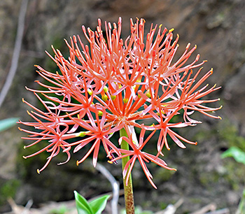 scadoxus multiflorus 2