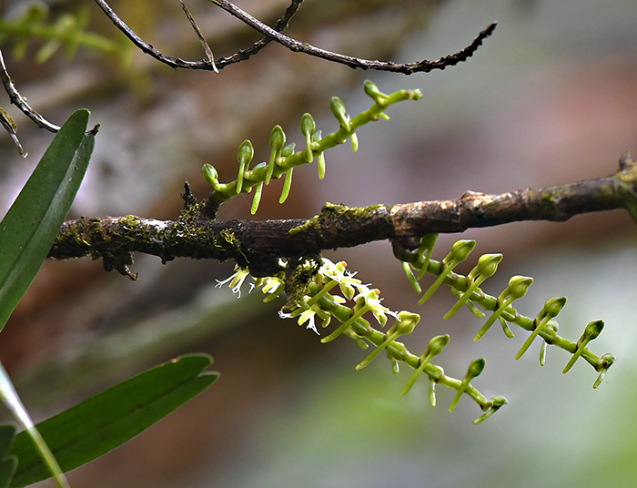 tridactyle bicaudata