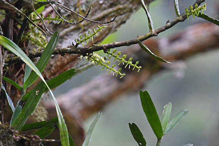 tridactyle bicaudata