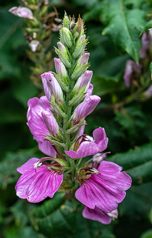 acanthus polystachius