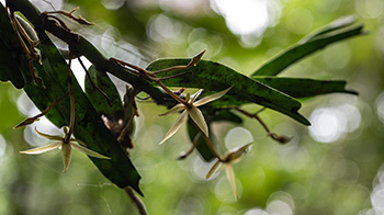 angraecum spec 2