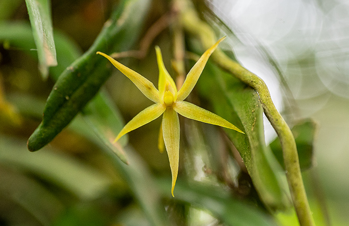 angraecum spec 3