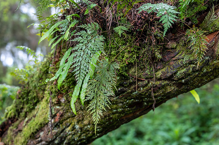 asplenium majus 1