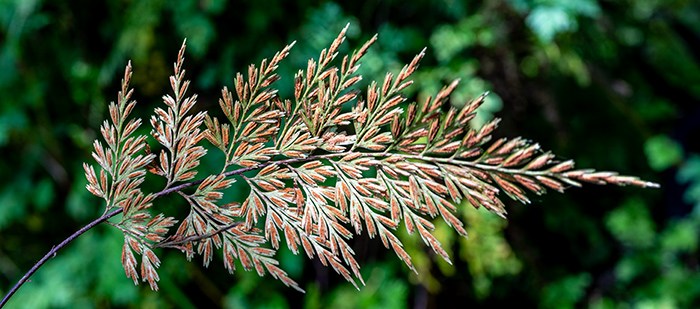 asplenium majus 2