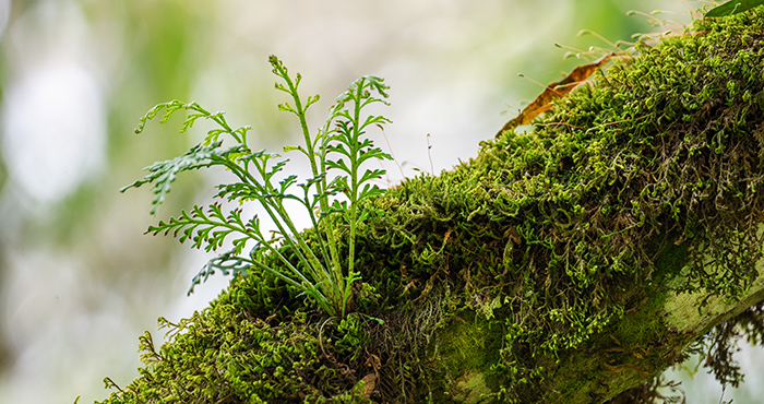 asplenium theciferum