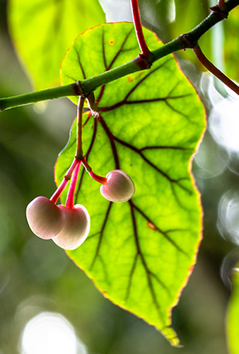 begonia meyeri johannis 1