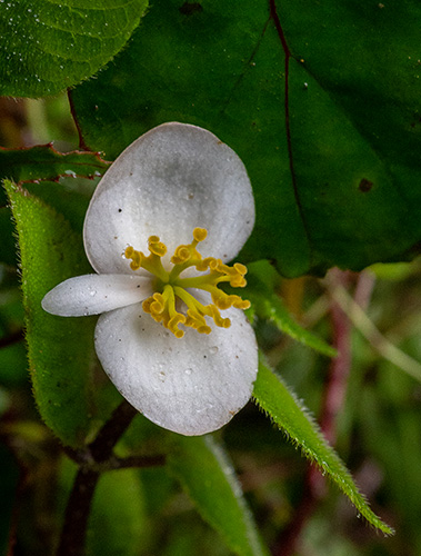 begonia meyeri johannis 2