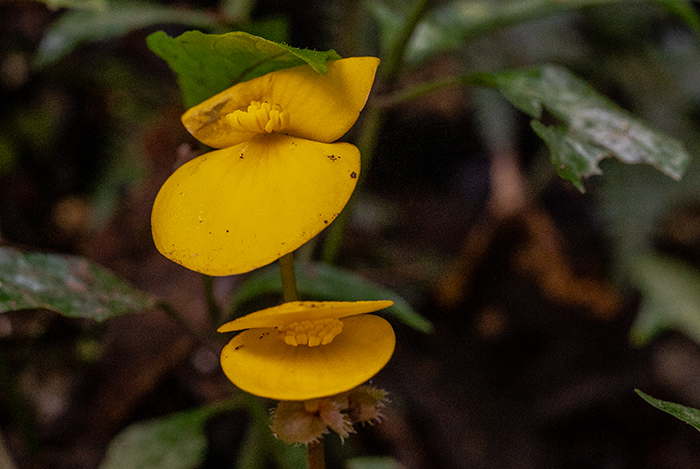 begonia pulcherrima