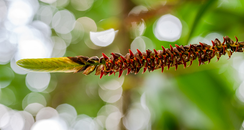 bulbophyllum cochleatum