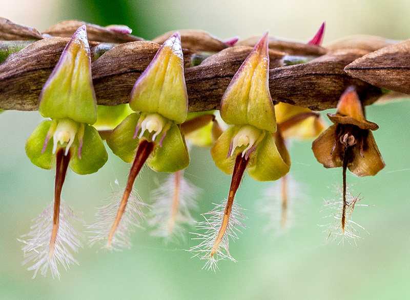 bulbophyllum vulcanicum 1