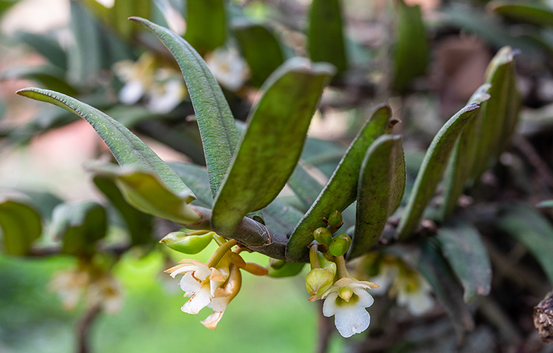 calyptrochilum christyanum 1