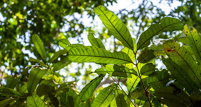 carapa grandiflora