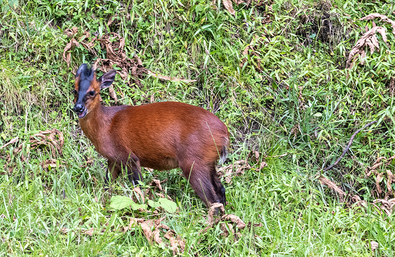 cephalophus natalensis