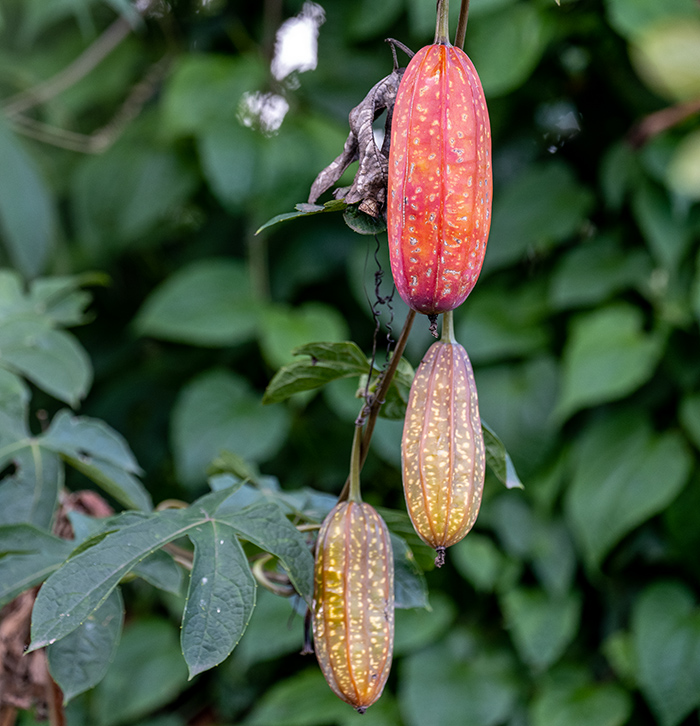 coccinia mildbraedii 3