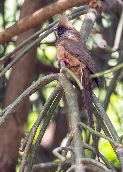 colius striatus