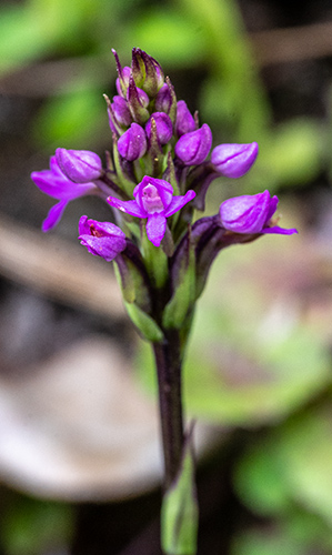 cynorkis anacamptoides 1