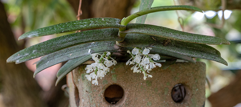 diaphananthe lebelii 1