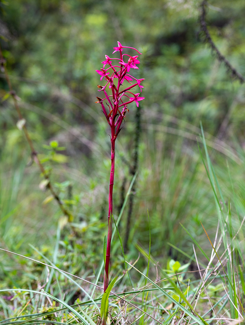 disa eminii 1