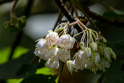 dombeya torrida