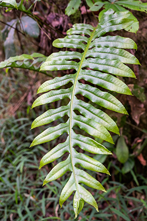 drynaria volkensii