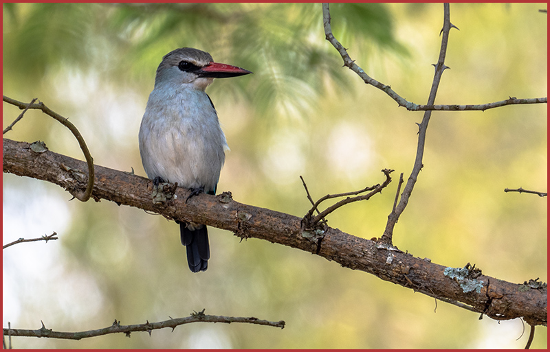 halcyon senegalensis 1