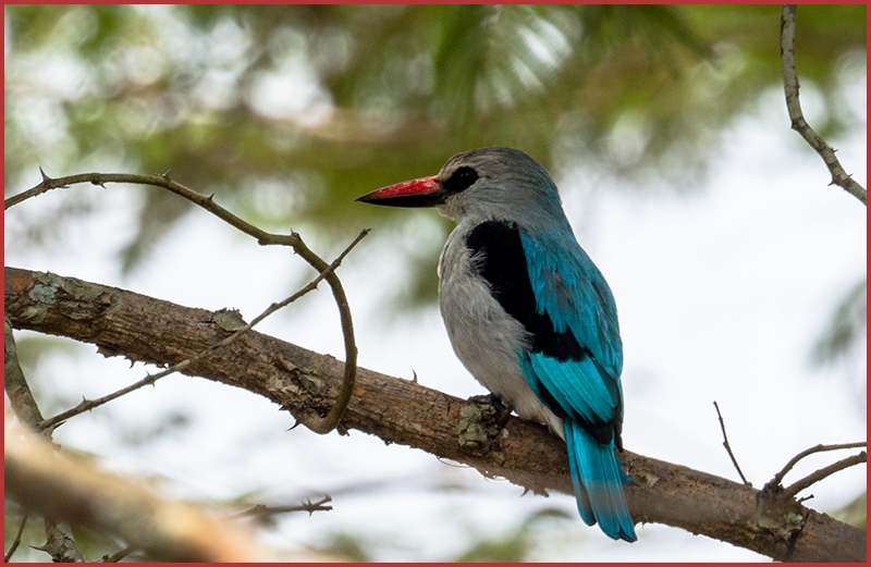 halcyon senegalensis 2