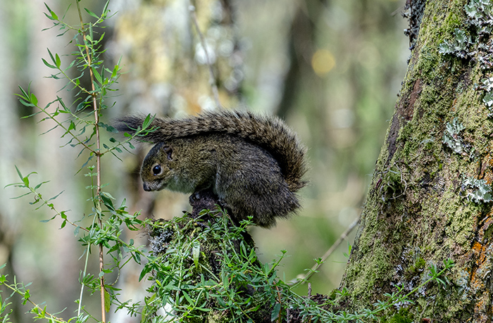 heliosciurus ruwenzorii