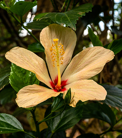 hibiscus