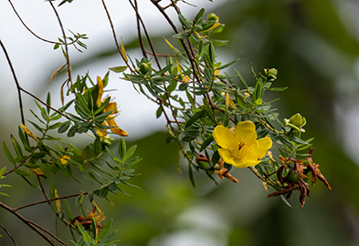 hypericum revolutum