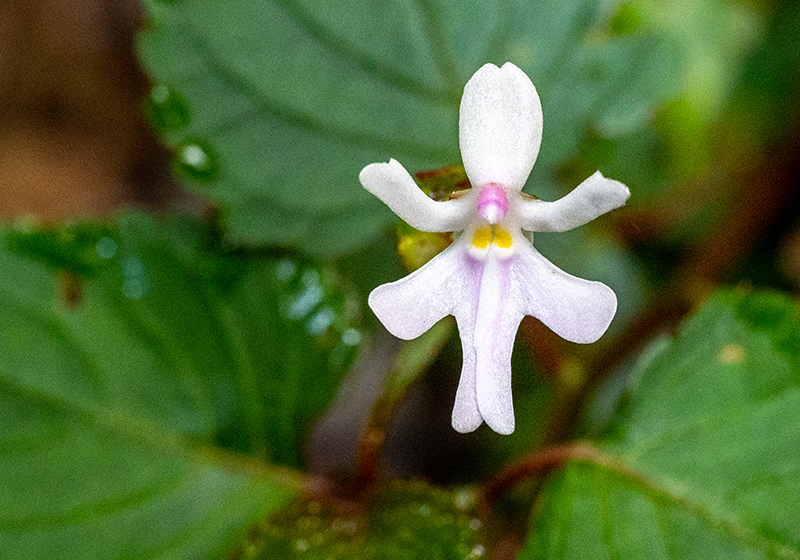 impatiens bequaertii