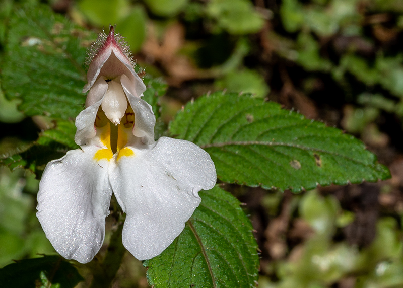 impatiens burtonii