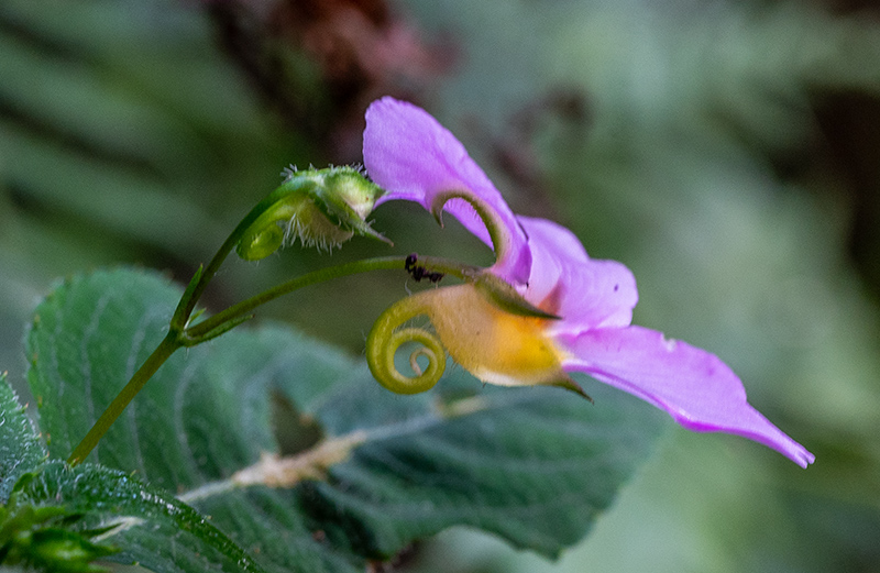 impatiens ludewigii