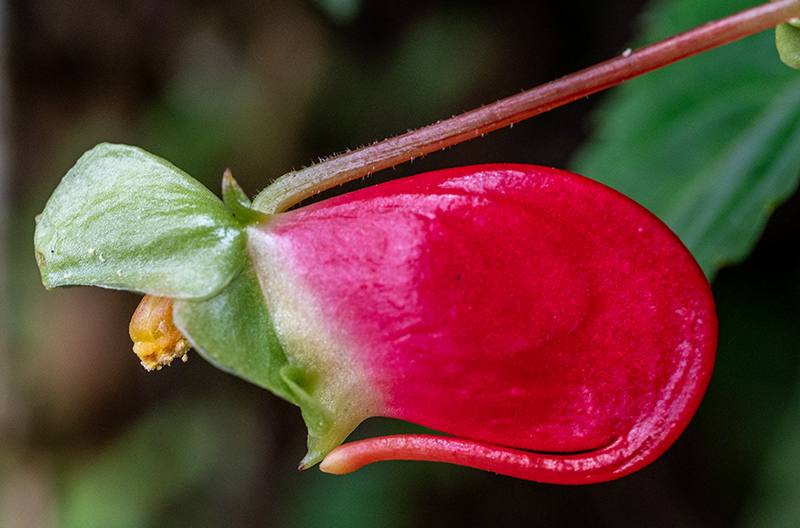 impatiens niamniamensis