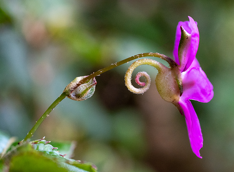 impatiens purpureo violacea