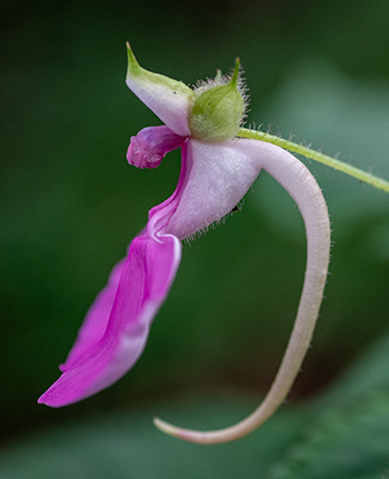 impatiens spec