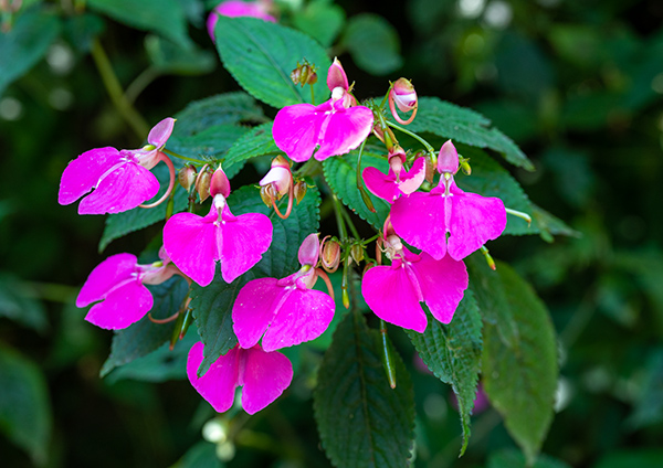 impatiens spec 2