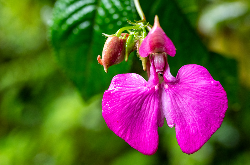 impatiens stuhlmannii