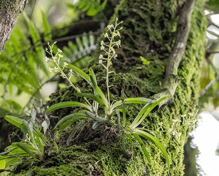 liparis epiphytica 1