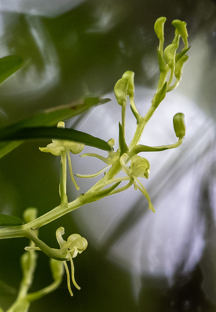 liparis epiphytica 2