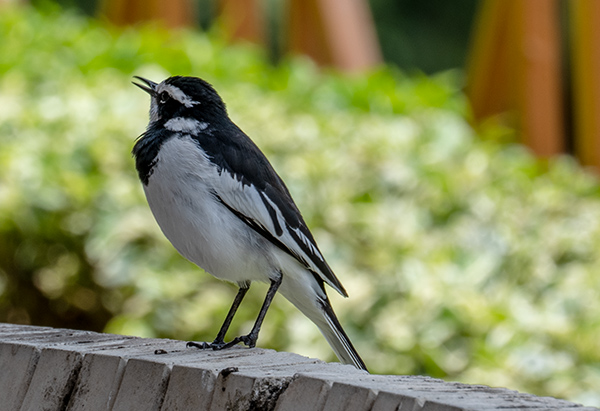 motacilla aguimp