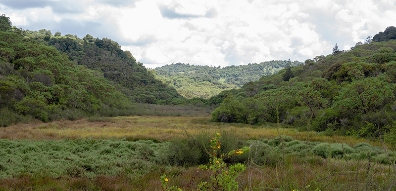 nyungwe 1