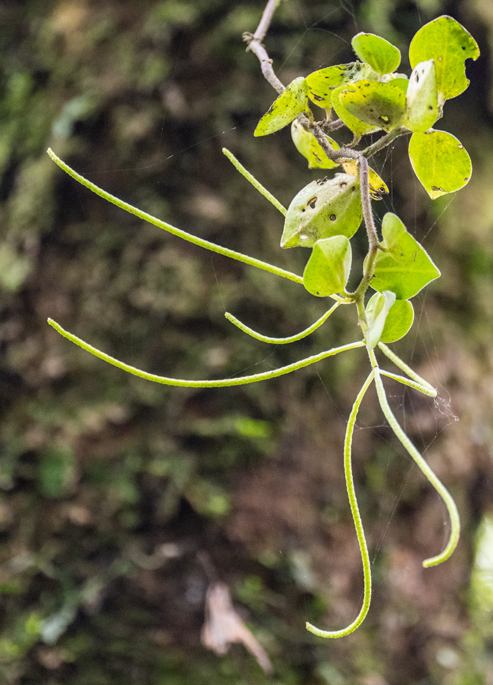 peperomia fernandopoiana