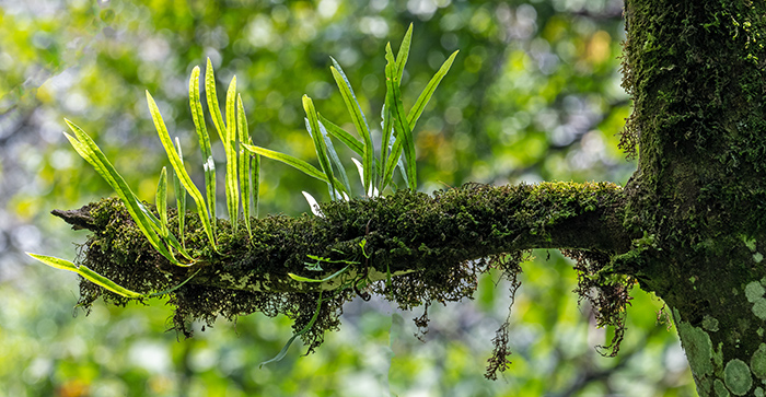 pleopeltis macrocarpa