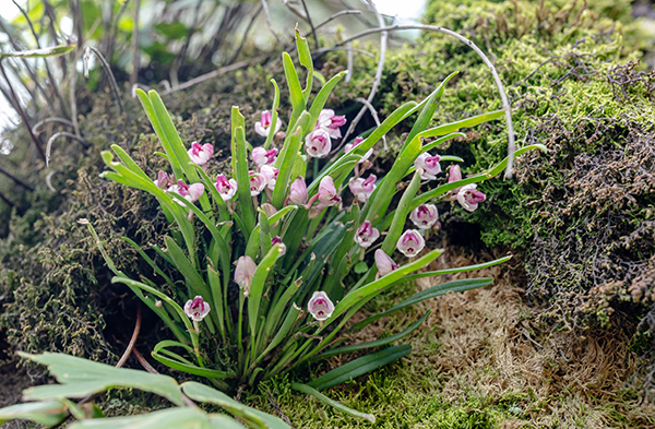 polystachya aconitiflora 1