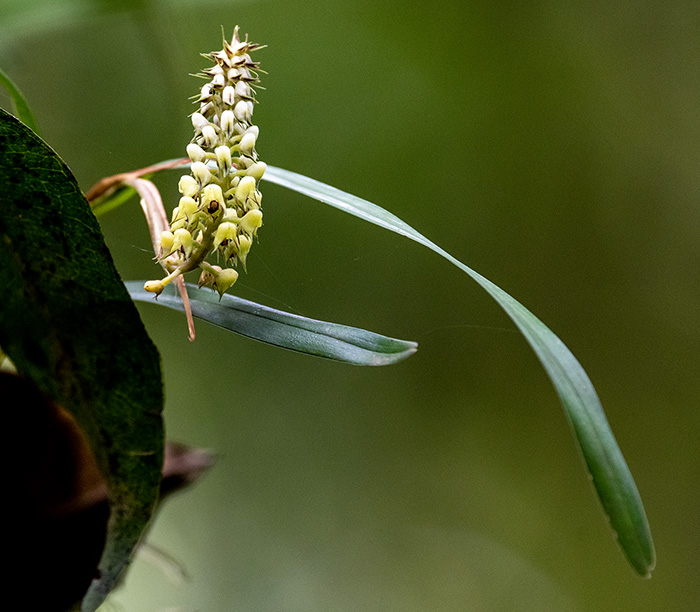 polystachya adansoniae 3